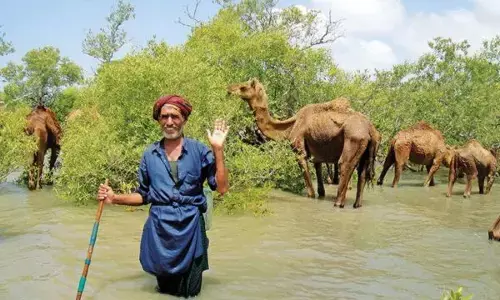 ਪਾਣੀ ’ਚ ਤੈਰਨ ਵਾਲੇ ਊਠਾਂ ਬਾਰੇ ਜਾਣ ਕੇ ਹੋ ਜਾਓਗੇ ਹੈਰਾਨ