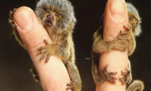 ਦੁਨੀਆ ਦੇ ਸਭ ਤੋਂ ਛੋਟੇ ਬਾਂਦਰ! ਤੁਹਾਡੀ ਉਂਗਲ ’ਤੇ ਲਿਪਟ ਕੇ ਵੀ ਬੈਠ ਸਕਦੈ ਬਾਂਦਰ