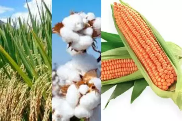 MSP Increase: ਸਾਉਣੀ ਦੀਆਂ 14 ਫ਼ਸਲਾਂ ਦੇ MSP ਚ ਕੀਤਾ ਵਾਧਾ, ਕਿਸਾਨ MSP ਦੇ ਵਾਧੇ ਤੋਂ ਨਾਖੁਸ਼