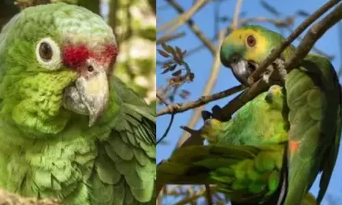 ਹੁਣ ਤਾਂ ਤੋਤੇ ਵੀ ਪੀ ਰਹੇ ਸ਼ਰਾਬ, ਆਸਟ੍ਰੇਲੀਆ ਚ ਫੜੇ ਗਏ ਕਈ ਨਸ਼ੇੜੀ ਪੰਛੀ