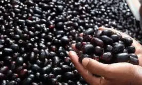 ਜੇਕਰ ਤੁਸੀਂ ਬਿਮਾਰੀਆਂ ਤੋਂ ਰਹਿਣਾ ਚਾਹੁੰਦੇ ਹੋ ਦੂਰ ਤਾਂ ਖਾਓ ਇਹ ਫਲ