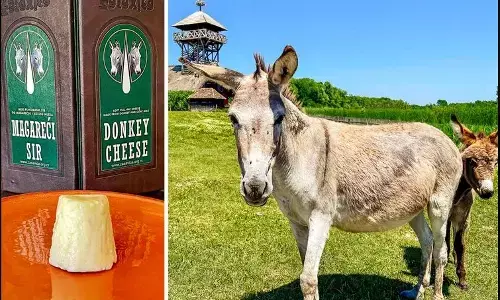 ਦੁਨੀਆ ਦਾ ਸਭ ਤੋਂ ਮਹਿੰਗਾ ਪਨੀਰ, 78 ਹਜ਼ਾਰ ਰੁਪਏ ਕਿਲੋ ਹੈ ਕੀਮਤ