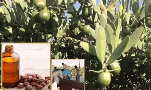 ਕਿਸਾਨਾਂ ਨੂੰ ਅਮੀਰ ਬਣਾ ਸਕਦੀ ‘ਜੋਜੋਬਾ ਦੀ ਖੇਤੀ’, 7000 ਰੁਪਏ ਲੀਟਰ ਵਿਕਦਾ ਤੇਲ