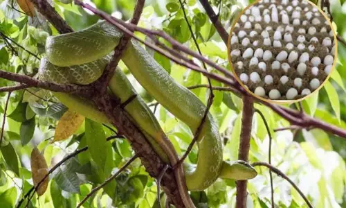 ਇਸ ਪਿੰਡ ਵਿਚ ਹੁੰਦੀ ਐ ਜ਼ਹਿਰੀਲੇ ਸੱਪਾਂ ਦੀ ਖੇਤੀ