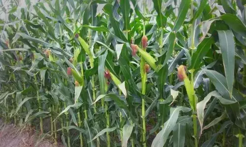 ਪੰਜਾਬ ਦਾ ਫਸਲੀ ਵਿਭਿੰਨਤਾ ਦੀ ਦਿਸ਼ਾ ਵੱਲ ਅਹਿਮ ਕਦਮ,  ਮੱਕੀ ਦੇ 1 ਕਿਲੋ ਬੀਜ ਉੱਤੇ 100 ਰੁਪਏ ਮਿਲੇਗੀ ਸਬਸਿਡੀ