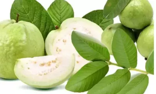 ਸ਼ੂਗਰ ਨੂੰ ਕੰਟਰੋਲ ਕਰਨ ਲਈ ਖਾਓ ਅਮਰੂਦ ਦੇ ਪੱਤੇ