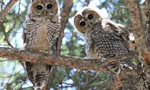 ਉੱਲੂਆਂ ਦੀ ਦੁਸ਼ਮਣ ਬਣੀ ਅਮਰੀਕੀ ਸਰਕਾਰ!