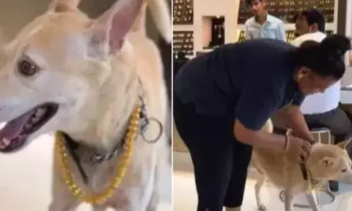 ਆਪਣੇ ਪਾਲਤੂ ਕੁੱਤੇ ਲਈ ਔਰਤ ਨੇ ਖਰੀਦੀ ਗੋਲਡ ਦੀ ਚੇਨ, ਕੀਮਤ ਸੁਣ ਤੁਸੀਂ ਵੀ ਰਹਿ ਜਾਓਗੇ ਹੈਰਾਨ