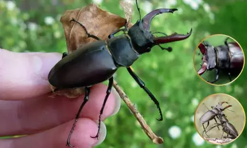 ਦੁਨੀਆ ਦਾ ਸਭ ਤੋਂ ਮਹਿੰਗਾ ਕੀੜਾ ‘ਸਟੈਗ ਬੀਟਲ’ 10 ਕਾਰਾਂ ਦੇ ਬਰਾਬਰ ਐ ਕੀਮਤ
