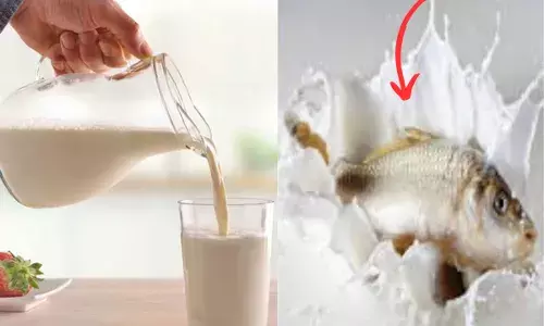 ਜੇਕਰ ਤੁਸੀਂ ਵੀ ਦੁੱਧ ਤੋਂ ਬਾਅਦ ਖਾ ਲਈ ਮੱਛੀ ਤਾਂ ਹੋਜੋ ਸਾਵਧਾਨ ! ਜਾਣੋ ਕੀ ਹੈ ਅਸਲ ਸੱਚ