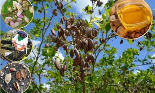 ਇਸ ਭਾਰਤੀ ਰੁੱਖ ਦੇ ਦੀਵਾਨੇ ਹੋਏ ਅਮਰੀਕਾ ਦੇ ਕਿਸਾਨ