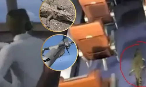 ਉਡਦੇ ਜਹਾਜ਼ ’ਚ ਆ ਗਿਆ ਮਗਰਮੱਛ, ਵਾਪਰਿਆ ਹਾਦਸਾ, 20 ਲੋਕਾਂ ਦੀ ਗਈ ਜਾਨ!