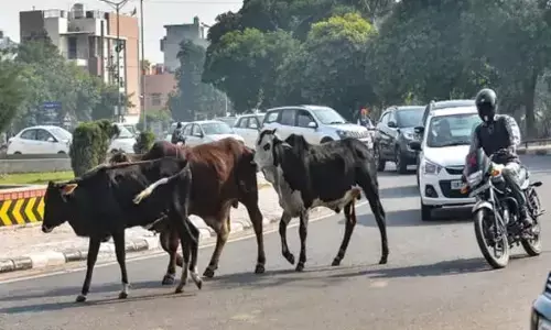 ਅਵਾਰਾ ਪਸ਼ੂਆਂ ਨੂੰ ਲੈ ਕੇ ਹਾਈਕੋਰਟ ਦਾ ਵੱਡਾ ਫੈਸਲਾ