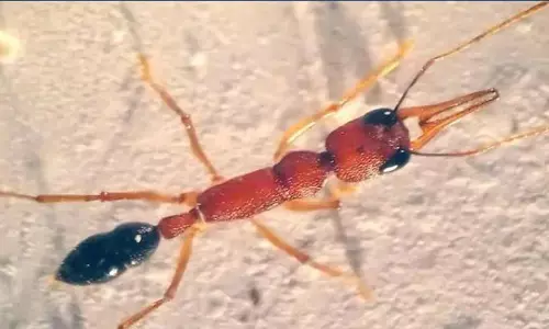 ਨਵੀਂ ਖੋਜ ਨੇ ਕੀਤੇ ਵੱਡੇ ਖੁਲਾਸੇ, ਡਾਕਟਰਾਂ ਵਾਂਗ ਜ਼ਖ਼ਮੀ ਸਾਥੀ ਦਾ ਅਪਰੇਸ਼ਨ ਕਰਦੀਆਂ ਨੇ ਕੀੜੀਆਂ