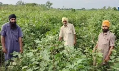 ਨਰਮਾ ਪੱਟੀ ਚ ਗੁਲਾਬੀ ਸੁੰਡੀ ਨੇ ਕੀਤਾ ਹਮਲਾ