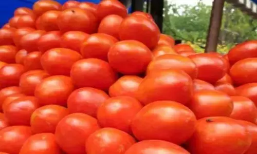 ਟਮਾਟਰ ਦੀਆਂ ਕੀਮਤਾਂ ਨੂੰ ਲੈ ਕੇ ਨਵਾਂ ਅਪਡੇਟ, ਜਾਣੋ ਕਦੋ ਘੱਟਣਗੀਆਂ ਕੀਮਤਾਂ
