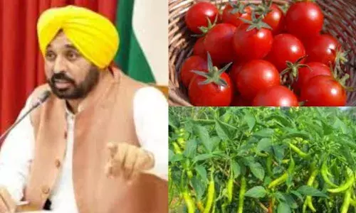 ਪੰਜਾਬ ਸਰਕਾਰ ਨੇ ਖੇਤੀ ਨੂੰ ਉਤਸ਼ਾਹਿਤ ਕਰਨ ਲਈ ਕੀਤੀ ਪਹਿਲਕਦਮੀ, ਟਮਾਟਰ ਤੇ ਮਿਰਚ ਹੁਣ ਬਦਲੇਗਾ ਕਿਸਾਨਾਂ ਦੀ ਕਿਸਮਤ
