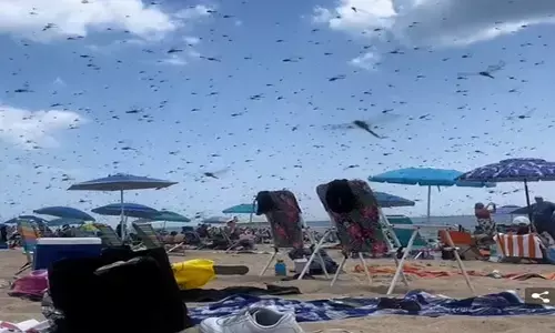 ਅਮਰੀਕਾ ਦੇ ਸਮੁੰਦਰੀ ਕੰਢੇ ’ਤੇ ਭਮੱਕੜਾਂ ਨੇ ਕੀਤਾ ਹਮਲਾ