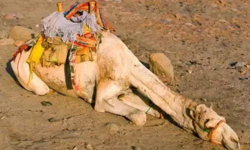 ਮਰੇ ਹੋਏ ਊਠ ਦੇ ਨੇੜੇ ਜਾਣਾ ਖ਼ਤਰਨਾਕ, ਜਾ ਸਕਦੀ ਹੈ ਜਾਨ