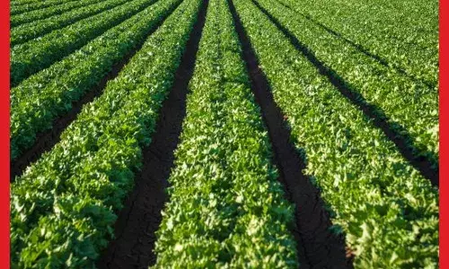 ਖੇਤੀਬਾੜੀ ਅਤੇ ਕਿਸਾਨਾਂ ਲਈ 13,966 ਕਰੋੜ ਰੁਪਏ ਦੀਆਂ 7 ਯੋਜਨਾਵਾਂ ਨੂੰ ਮਨਜ਼ੂਰੀ