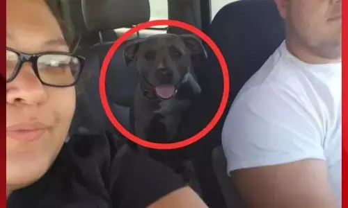 ਪਿਟਬੁੱਲ ਕੁੱਤੇ ਨੇ ਮਾਲਕ ਦੀ 4 ਸਾਲਾ ਬੱਚੀ ਦੀ ਲਈ ਜਾਨ