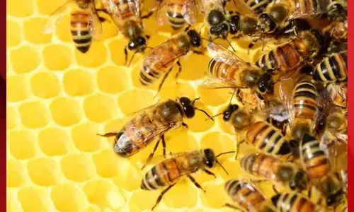 ਮਧੂ ਮੱਖੀਆਂ ਨੇ ਮਚਾਈ ਤਬਾਹੀ, 3 ਬੱਚਿਆਂ ਸਮੇਤ 4 ਦੀ ਮੌਤ