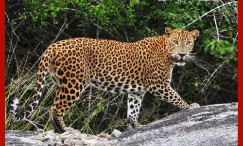 ਚੀਤੇ ਨੇ ਪੁਜਾਰੀ ਨੂੰ ਮੰਦਿਰ ਚੋਂ ਘਸੀਟਿਆ, 15 ਦਿਨਾਂ ਚ 6 ਮਾਰੇ