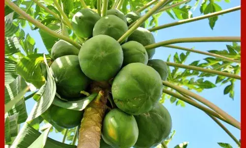 ਪਪੀਤੇ ਦੇ ਪੱਤਿਆਂ ਵਿਚ ਹੈ ਸਿਹਤ ਦਾ ਖ਼ਜ਼ਾਨਾ