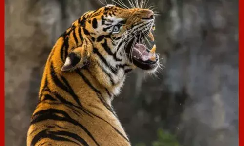 ਖੇਤਾਂ ਵਿੱਚ ਕੰਮ ਕਰ ਰਹੇ ਕਿਸਾਨ ਤੇ ਬਾਘ ਦਾ ਹਮਲਾ