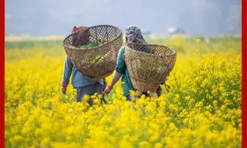 ਕੇਂਦਰ ਨੇ ਸਰ੍ਹੋਂ ਤੇ 300 ਰੁਪਏ ਪ੍ਰਤੀ ਕੁਇੰਟਲ ਦਾ ਕੀਤਾ ਵਾਧਾ