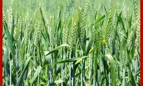 ਹਰਿਆਣਾ ਸਰਕਾਰ ਦਾ ਵੱਡਾ ਫੈਸਲਾ, ਕਣਕ ਦੇ ਬੀਜ ਤੇ ਮਿਲੇਗੀ 1000 ਰੁਪਏ ਦੀ ਸਬਸਿਡੀ