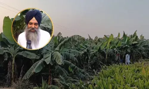 ਕੇਲੇ ਦੀ ਖੇਤੀ ਜ਼ਰੀਏ ਕਿਸਾਨ ਸਤਨਾਮ ਸਿੰਘ ਕਮਾ ਰਿਹੈ ਲੱਖਾਂ ਰੁਪਏ