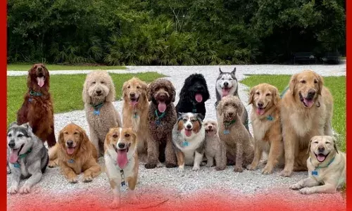 40 ਫੁੱਟ ਉੱਚੇ ਪੁਲ ਤੋਂ 40 ਕੁੱਤਿਆਂ ਨੂੰ ਸੁੱਟ ਦਿੱਤਾ