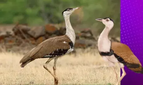 ਪਾਕਿ ’ਚ ‘ਇੰਡੀਅਨ’ ਹੋਣ ਦੀ ਸਜ਼ਾ ਭੁਗਤਦੈ ਇਹ ਸੋਹਣਾ ਪੰਛੀ!