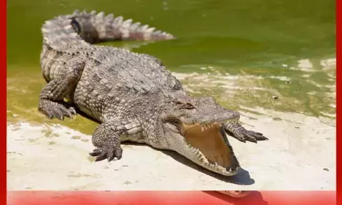 ਭਾਜਪਾ ਨੇਤਾ ਤੇ ਛਾਪਾ, ਘਰ ਚੋਂ ਮਿਲੇ 4 ਮਗਰਮੱਛ