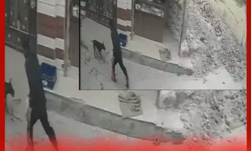 ਮੋਹਾਲੀ ਵਿਚ ਕੁੱਤੀ ਦੀ ਦਹਿਸ਼ਤ, ਕਈਆਂ ਨੂੰ ਵੱਢਿਆ