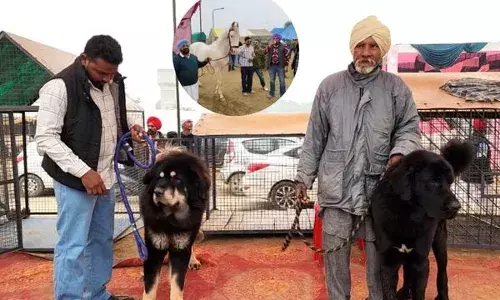 ਸ੍ਰੀ ਮੁਕਤਸਰ ਸਾਹਿਬ ਦੀ ਘੋੜਾ ਮੰਡੀ ’ਚ ਪੁੱਜੇ ਸ਼ੇਰਾਂ ਵਰਗੇ ਕੁੱਤੇ