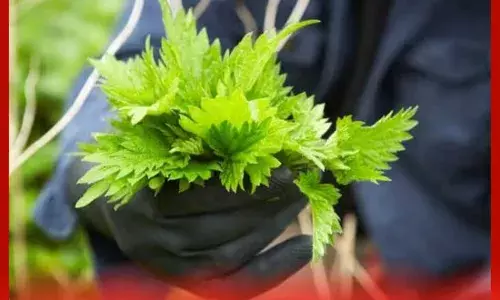 ਨੈੱਟਲ ਬੂਟੀ ਦੇ ਸਿਹਤ ਲਈ ਫਾਇਦੇ ਪੜ੍ਹੋ