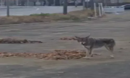 ਕੈਨੇਡਾ ਵਿਚ ਗਿੱਦੜਾਂ ਦੀ ਦਹਿਸ਼ਤ