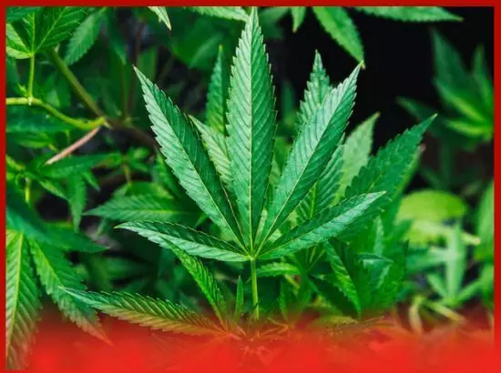 ਸਵਿਟਜ਼ਰਲੈਂਡ ਭੰਗ ਨੂੰ ਕਾਨੂੰਨੀ ਮਾਨਤਾ ਦੇਣ ਤੇ ਵਿਚਾਰ ਕਰ ਰਿਹਾ