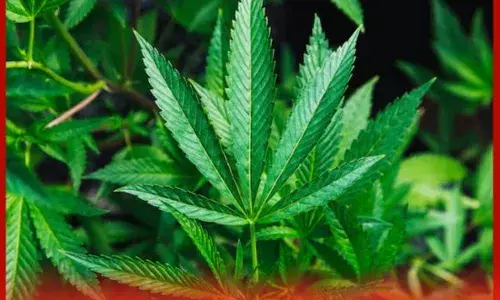 ਸਵਿਟਜ਼ਰਲੈਂਡ ਭੰਗ ਨੂੰ ਕਾਨੂੰਨੀ ਮਾਨਤਾ ਦੇਣ ਤੇ ਵਿਚਾਰ ਕਰ ਰਿਹਾ