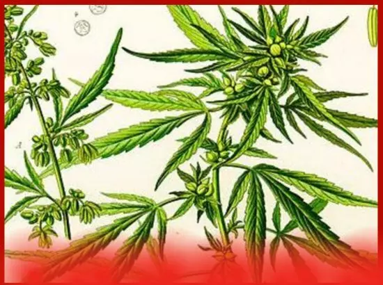 ਯੂਕੇ : ਸਿਰਫ਼ ਭੰਗ ਪੀਣਾ ਦਾ ਵਾਅਦਾ ਕਰ ਕੇ ਦੇਸ਼ ਨਿਕਾਲੇ ਤੋਂ ਬਚਿਆ ਯੂਕੇ : ਸਿਰਫ਼ ਭੰਗ ਪੀਣਾ ਦਾ ਵਾਅਦਾ ਕਰ ਕੇ ਦੇਸ਼ ਨਿਕਾਲੇ ਤੋਂ ਬਚਿਆ