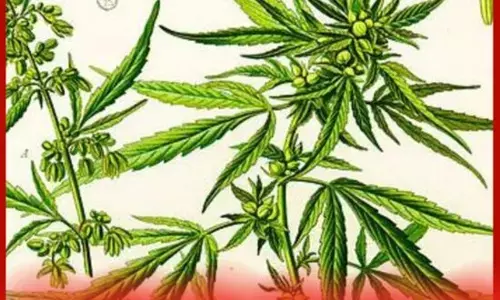 ਯੂਕੇ : ਸਿਰਫ਼ ਭੰਗ ਪੀਣਾ ਦਾ ਵਾਅਦਾ ਕਰ ਕੇ ਦੇਸ਼ ਨਿਕਾਲੇ ਤੋਂ ਬਚਿਆ