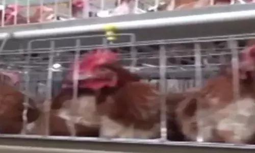 ਕੈਨੇਡਾ : ਮਨੁੱਖਾਂ ਨੂੰ ਬਰਡ ਫਲੂ ਤੋਂ ਬਚਾਉਣ ਲਈ 5 ਲੱਖ ਟੀਕੇ ਖਰੀਦੇ