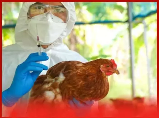 ਬਰਡ ਫਲੂ ਦੇ 5 ਲੱਛਣ ਅਤੇ ਇਸਨੂੰ ਕਿਵੇਂ ਰੋਕਿਆ ਜਾਵੇ ?