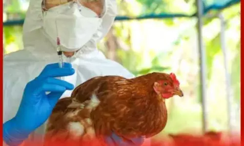 ਬਰਡ ਫਲੂ ਦੇ 5 ਲੱਛਣ ਅਤੇ ਇਸਨੂੰ ਕਿਵੇਂ ਰੋਕਿਆ ਜਾਵੇ ?