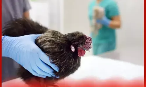 Bird flu ਦੀ ਪੁਸ਼ਟੀ: 10 ਕਿਲੋਮੀਟਰ ਦੇ ਘੇਰੇ ਵਿੱਚ ਚਿਕਨ ਅਤੇ ਆਂਡੇ ਵੇਚਣ ਤੇ ਲੱਗੀ ਮੁਕੰਮਲ ਪਾਬੰਦੀ Bird flu ਦੀ ਪੁਸ਼ਟੀ: 10 ਕਿਲੋਮੀਟਰ ਦੇ ਘੇਰੇ ਵਿੱਚ ਚਿਕਨ ਅਤੇ ਆਂਡੇ ਵੇਚਣ ਤੇ ਲੱਗੀ ਮੁਕੰਮਲ ਪਾਬੰਦੀ