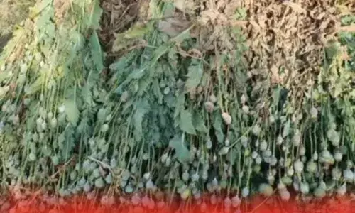 ਪੰਜਾਬ ਵਿਚ ਹੋਣ ਲੱਗੀ ਅਫ਼ੀਮ ਦੀ ਖੇਤੀ, ਪੜ੍ਹੋ ਕੀ ਬਣਿਆ