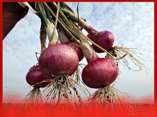 ਪਿਆਜ਼ ਦਾ ਅਰਕ: ਸਰੀਰ ਲਈ ਕਈ ਫਾਇਦੇ, ਨਵੀਨਤਮ ਖੋਜ ਵਿੱਚ ਖੁਲਾਸਾ