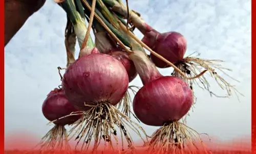ਪਿਆਜ਼ ਦਾ ਅਰਕ: ਸਰੀਰ ਲਈ ਕਈ ਫਾਇਦੇ, ਨਵੀਨਤਮ ਖੋਜ ਵਿੱਚ ਖੁਲਾਸਾ